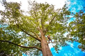 Best Root Management and Removal  in Meiners Oaks, CA