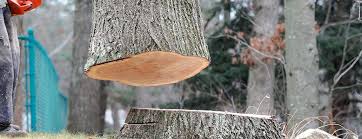 Trusted Meiners Oaks, CA Tree Removal Experts