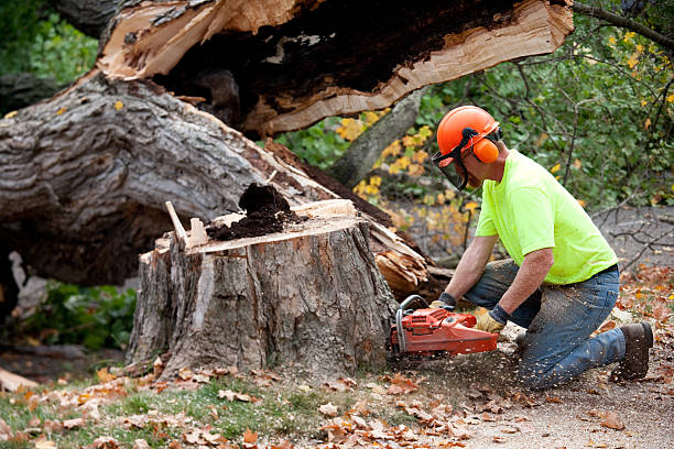 How Our Tree Care Process Works  in  Meiners Oaks, CA