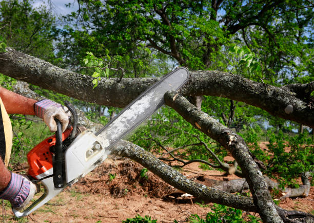 Best Fruit Tree Pruning  in Meiners Oaks, CA